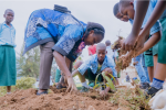 MKU students boost green Kigali with tree-planting drive